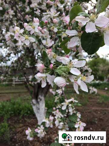 Дача 20 м² на участке 9 сот. на продажу в Елабуге Елабуга - изображение 1