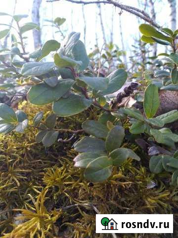 Участок СНТ, ДНП 100 сот. в аренду в Кондопоге Кондопога - изображение 1