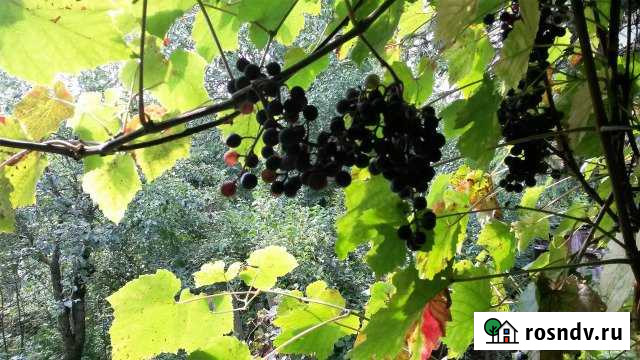 Комната 37 м² в 2-ком. кв., 1/1 эт. в аренду на длительный срок в Брянске Брянск - изображение 1