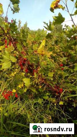 Участок СНТ, ДНП 6 сот. на продажу в Кузнечном Кузнечное - изображение 1