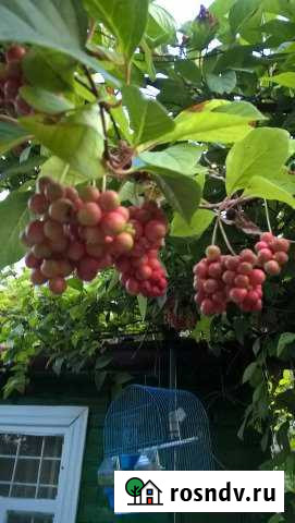 Дача 20 м² на участке 6 сот. на продажу в Шебекино Шебекино - изображение 1