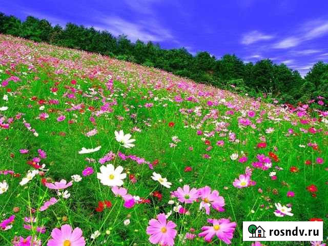 Участок СНТ, ДНП 193 сот. на продажу в Красноармейске Саратовской области Красноармейск - изображение 1