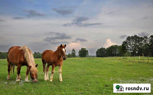 Участок СНТ, ДНП 460 сот. на продажу в Печерске Печерск - изображение 1