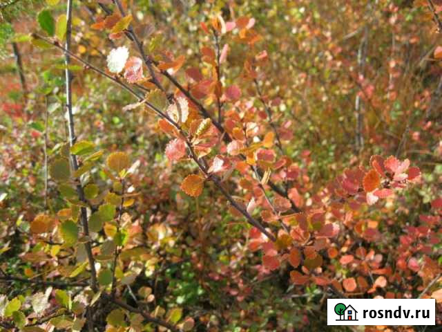 Участок СНТ, ДНП 11 сот. на продажу в Мурманске Мурманск - изображение 1