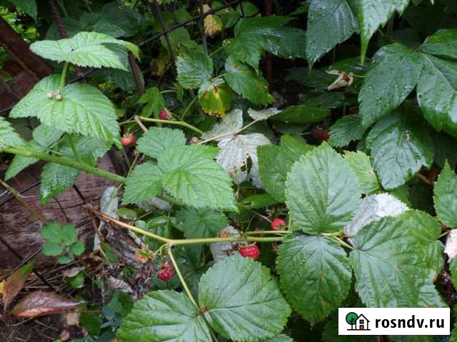 Дом 53 м² на участке 7.3 сот. на продажу в Железногорске Курской области Железногорск - изображение 1