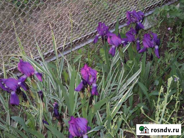 Дача 40 м² на участке 5.5 сот. на продажу в Новоалтайске Новоалтайск - изображение 1