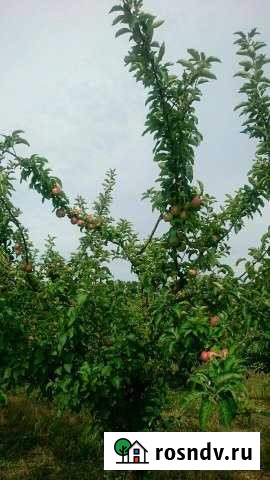 Участок СНТ, ДНП 567 сот. на продажу в Старомышастовской Старомышастовская - изображение 1