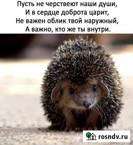 Участок СНТ, ДНП 340 сот. на продажу в Горно-Алтайске Горно-Алтайск - изображение 1
