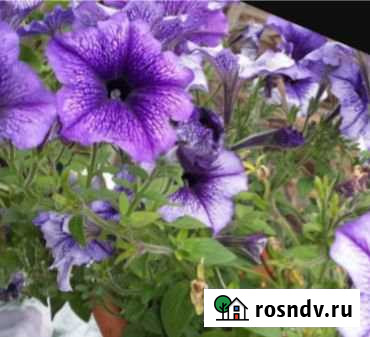 Дача 40 м² на участке 8 сот. на продажу в Старом Осколе Старый Оскол - изображение 1