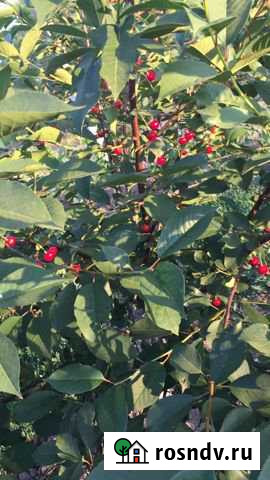 Участок СНТ, ДНП 8 сот. на продажу в Красюковской Красюковская - изображение 1