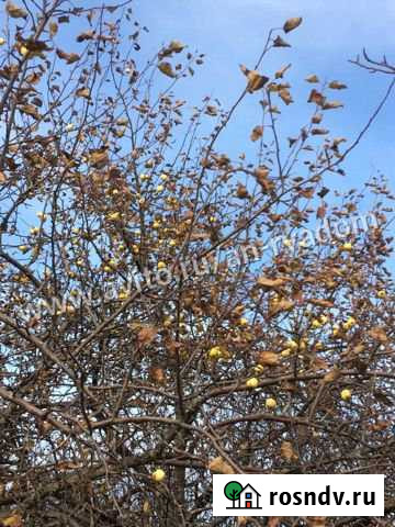 Участок СНТ, ДНП 5 сот. на продажу в Воткинске Воткинск - изображение 1