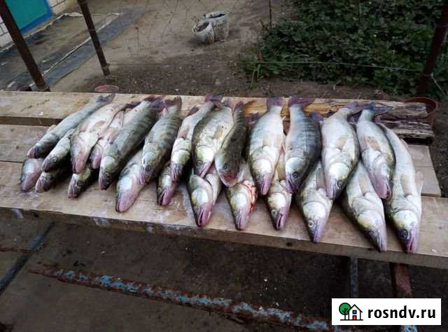 Дом 35 м² на участке 100 сот. в аренду посуточно в Володарском Володарский - изображение 1