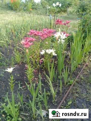 Дача 20 м² на участке 6 сот. на продажу в Лузино Лузино - изображение 1