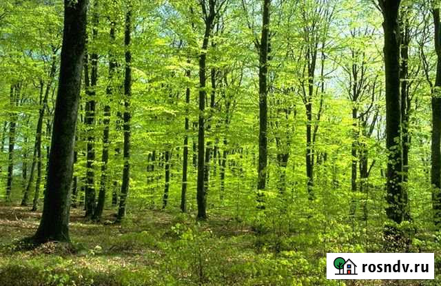 Участок СНТ, ДНП 150 сот. на продажу в Гдове Гдов - изображение 1