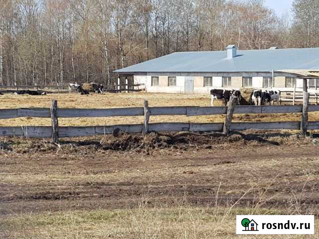 Ферма Дюртюли - изображение 1