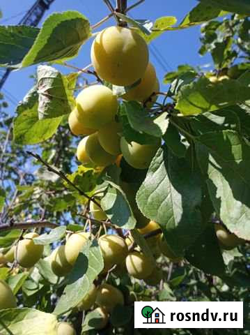 Участок СНТ, ДНП 5 сот. на продажу в Чайковском Чайковский - изображение 1