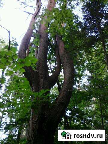 Участок ИЖС 15 сот. на продажу в Петровском Ярославской области Петровское - изображение 1