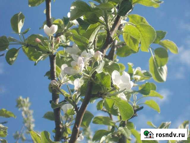 Участок СНТ, ДНП 6 сот. на продажу в Реже Реж - изображение 1