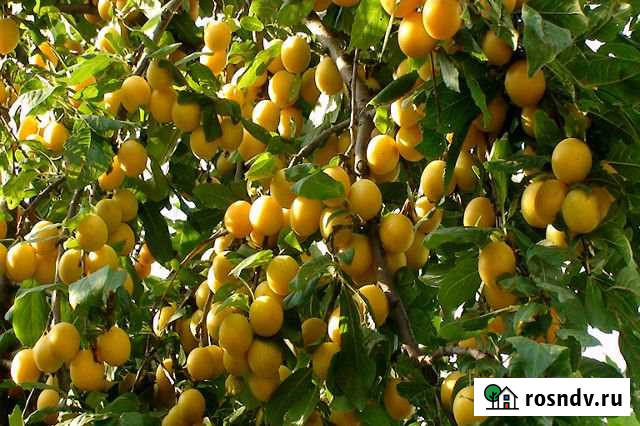 Участок ИЖС 18 сот. на продажу в Тайшете Тайшет - изображение 1