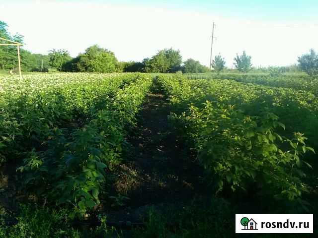 Участок ИЖС 12 сот. на продажу в Калининской Калининская - изображение 1