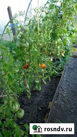 Дача 20 м² на участке 4 сот. на продажу в Шадринске Шадринск - изображение 1