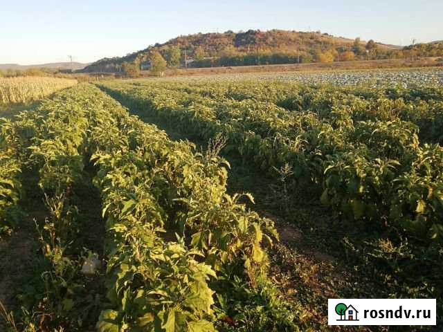 Участок СНТ, ДНП 200 сот. на продажу в Бахчисарае Бахчисарай - изображение 1