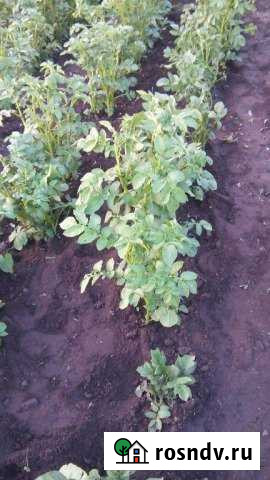 Участок СНТ, ДНП 7 сот. на продажу в Ангарске Ангарск - изображение 1