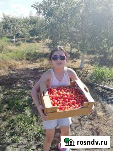 Участок ИЖС 50 сот. на продажу в Нарткале Нарткала - изображение 1