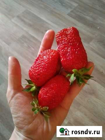 Участок СНТ, ДНП 17 сот. на продажу в Новокузнецке Новокузнецк - изображение 1