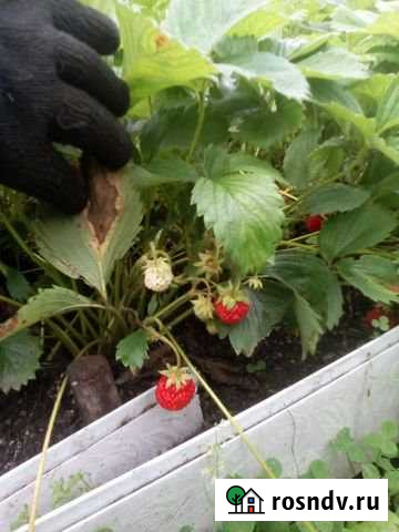 Дача 20 м² на участке 9 сот. на продажу в Сатке Сатка - изображение 1