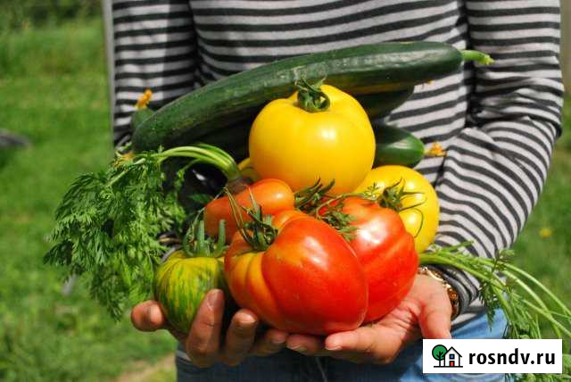 Дача 42 м² на участке 13 сот. на продажу в Ленинске-Кузнецком Ленинск-Кузнецкий - изображение 1