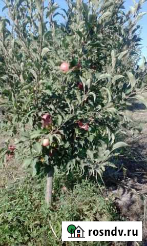 Участок СНТ, ДНП 68 сот. на продажу в Магарамкенте Магарамкент - изображение 1