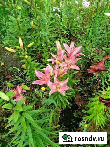 Дача 24 м² на участке 16 сот. на продажу в Косихе Косиха - изображение 1