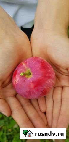 Дача 24 м² на участке 7 сот. на продажу в Волгодонске Волгодонск - изображение 1