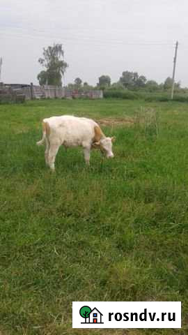 Дом 41.4 м² на участке 40.9 сот. на продажу в Мензелинске Мензелинск - изображение 1