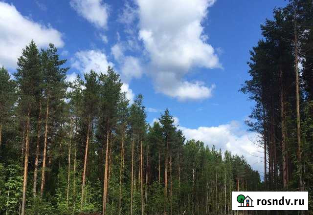 Участок СНТ, ДНП 10 сот. на продажу в Сестрорецке Сестрорецк - изображение 1