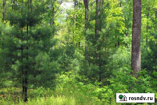 Участок ИЖС 17 сот. на продажу в Сестрорецке Сестрорецк - изображение 1