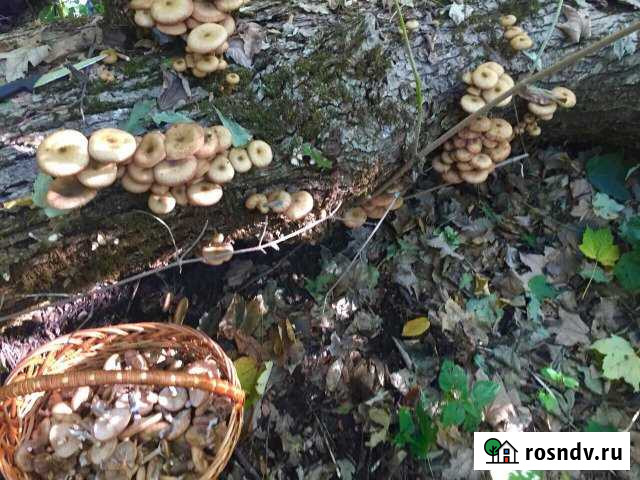 Участок ИЖС 21 сот. на продажу в Горячем Ключе Горячий Ключ - изображение 1