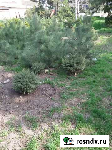 Участок ИЖС 30 сот. на продажу в Пешково Пешково - изображение 1