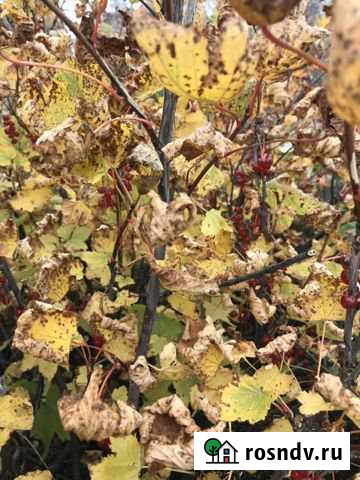 Участок СНТ, ДНП 5 сот. на продажу в Петропавловске-Камчатском Петропавловск-Камчатский - изображение 1