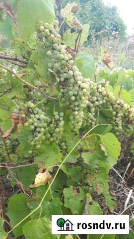 Участок СНТ, ДНП 5 сот. на продажу в Анапе Анапа - изображение 1