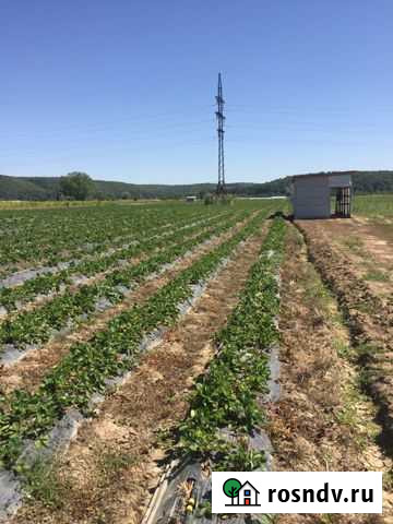 Участок СНТ, ДНП 200 сот. на продажу в Пшехской Пшехская - изображение 1