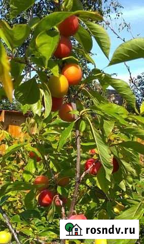 Участок СНТ, ДНП 4 сот. на продажу в Большом Лугу Большой Луг - изображение 1