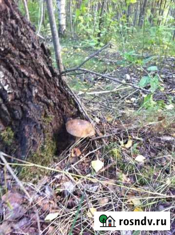 Участок СНТ, ДНП 15 сот. на продажу в Шаховской Шаховская - изображение 1