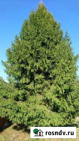 Участок ИЖС 30 сот. на продажу в Кондрово Кондрово - изображение 1