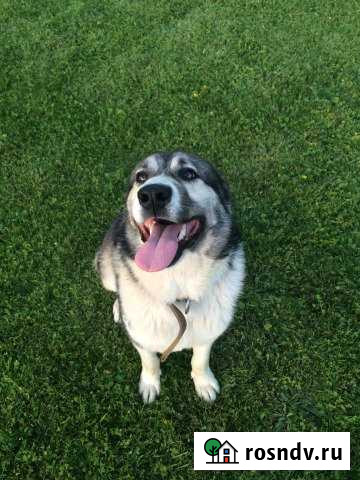 Участок СНТ, ДНП 6 сот. на продажу в Ступино Ступино - изображение 1