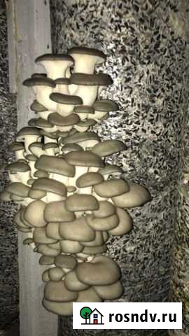 Сдам склад Ферма под грибное производство 2500 кВ Каневская - изображение 1