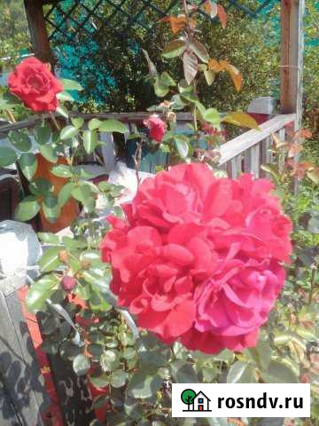 Дача 20 м² на участке 5 сот. на продажу в Некрасовском Ярославской области Некрасовское - изображение 1