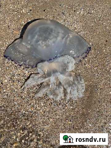 Дом 48 м² на участке 10 сот. в аренду на длительный срок в Афипском Афипский - изображение 1