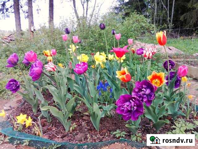 Участок СНТ, ДНП 10 сот. на продажу в Бегуницах Бегуницы - изображение 1